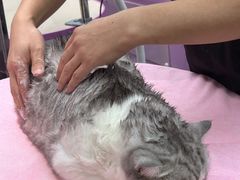 -FAELING PETS美天灵宠物(富力广场店)