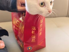 -丹景宠物医院·全科·老年病·牙科(武昌诊疗中心)