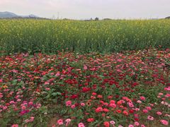 -光明小镇欢乐田园