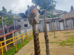 -西霞口神雕山野生动物世界