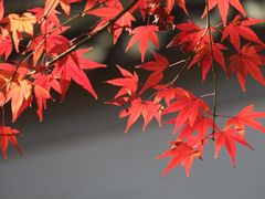 -秋霞圃