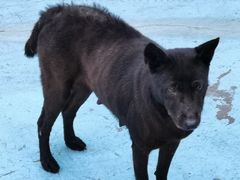 -金新街边打边炉(天安花园店)