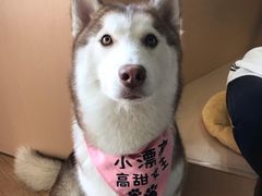 -Husky Go! 哈士奇体验馆·宠物咖啡厅狗咖