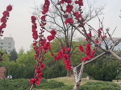 -元大都城垣遗址公园