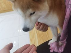 -柴源莊·柴小宠柴犬咖啡
