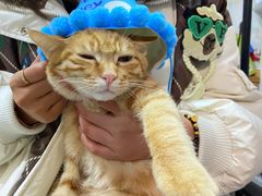 -伟伟宠物医院·瑞派猫友好医院·猫科(光谷店)