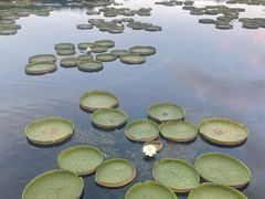 -荷塘月色湿地公园·向阳花洲
