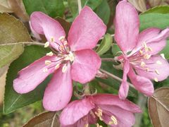 -洪湖湿地生态园