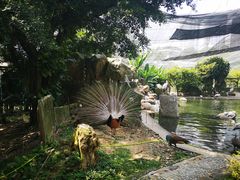 -吉隆坡雀鸟公园