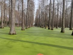 -渌洋湖湿地公园
