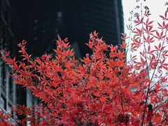 -十八棵（老龙井）御茶园(老龙井店)