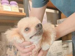 -PETKIT小佩宠物·低压洗护(国顺东路店)