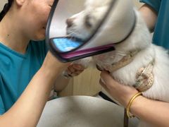 -安安宠医宠物医院·异宠·犬猫内科(岳阳分院)