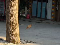 -合肥滨湖国家森林公园