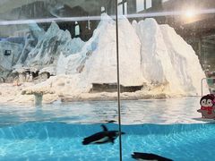 -帝企鹅自助餐厅•儿童岛•真企鹅(长隆企鹅酒店)