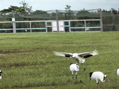 -盐城丹顶鹤湿地生态旅游区