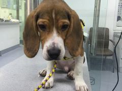 -达爱动物医院·犬猫分区·CT·复杂眼科(远洋山水分院)