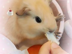 -楼上猫咖(罗湖店)