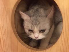 -more than meow吴止猫主题餐厅(承德 中船汇店)