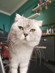 -众刺纹画·纹身·穿孔饰品·海娜定制