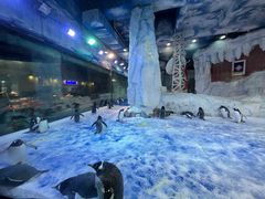 -芜湖新华联大白鲸海洋公园