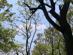 -上海佘山国家森林公园西佘山园