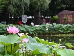 -陈家山荷花公园
