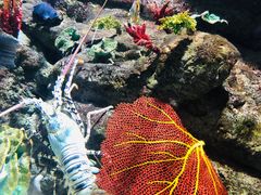 -迪拜水族馆及水下动物园