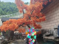 -西双版纳原始森林公园