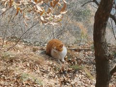-终南山南五台景区