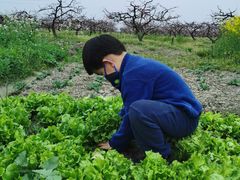 -樂桃源奉贤黄桃种植采摘基地