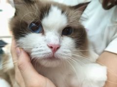 -乐琪宠物医院·犬猫专科·骨外科·急重症