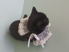 -怪兽屋·羊驼·猫咖·狗咖(俊华广场店)