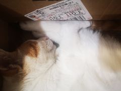 -平行世界·猫咖(首经贸店)