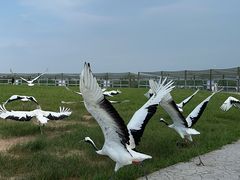 -盐城丹顶鹤湿地生态旅游区