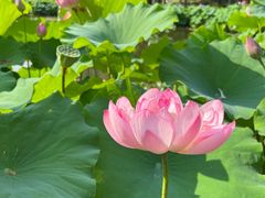 -陈家山荷花公园