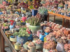 -呀路古热带植物园