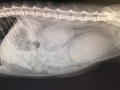 -动物缘宠物医院·骨科·猫科(西二环店)
