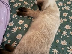 -天使宠物医院·犬猫分诊(彩虹店)