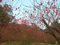 -南国桃园旅游度假区