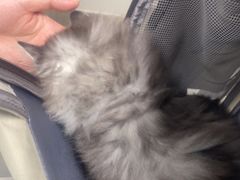 -中农国际动物医院24小时·猫科·骨科·急重症中心