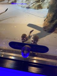 -未来动物城动物主题公园(大悦城店)