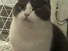 -猫儿山۰猫主题餐厅