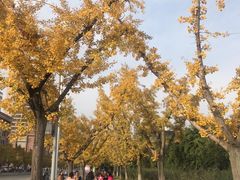 -龙潭水乡