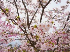 -陈有良尖椒鸡(江津总店)