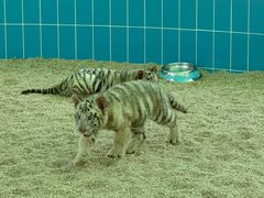 -北京野生动物园