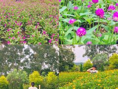 -广州市流溪河国家森林公园