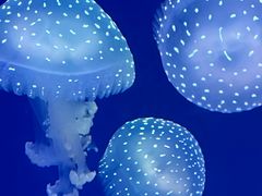 -海合安青岛极地海洋公园