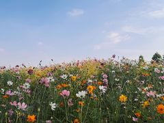 -洋湖国家湿地公园