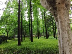 -徐家汇源景区-衡山公园